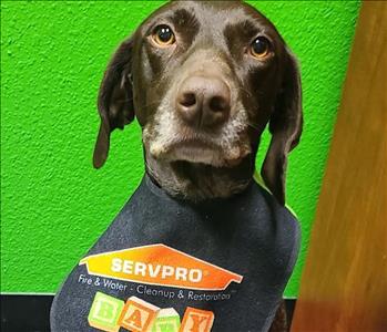 Josey Praytor, team member at SERVPRO of Hyde Park / Central Austin