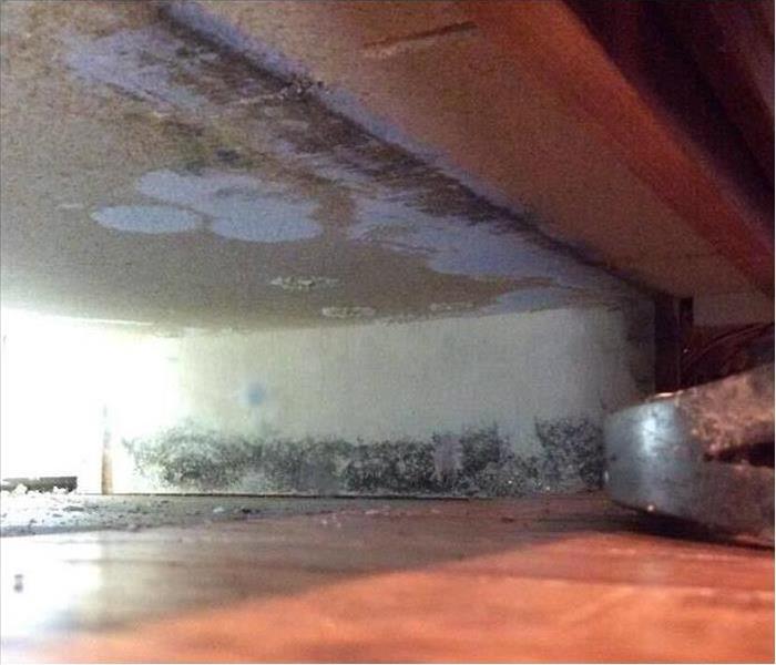 Black mold growth under a cabinet