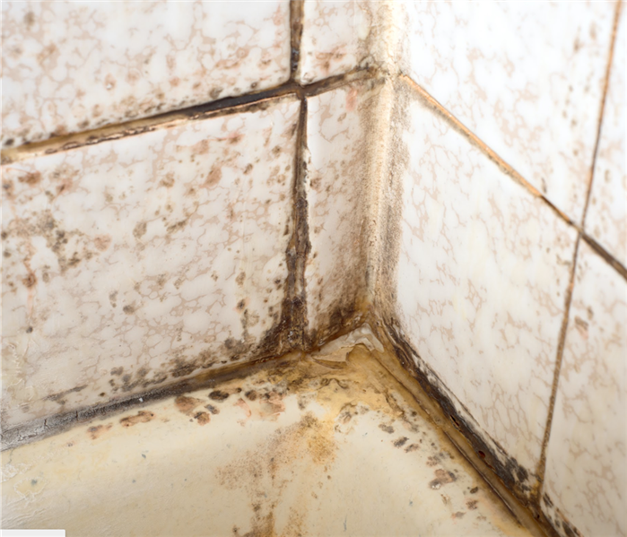 Mold growth on bathroom tiles and grout