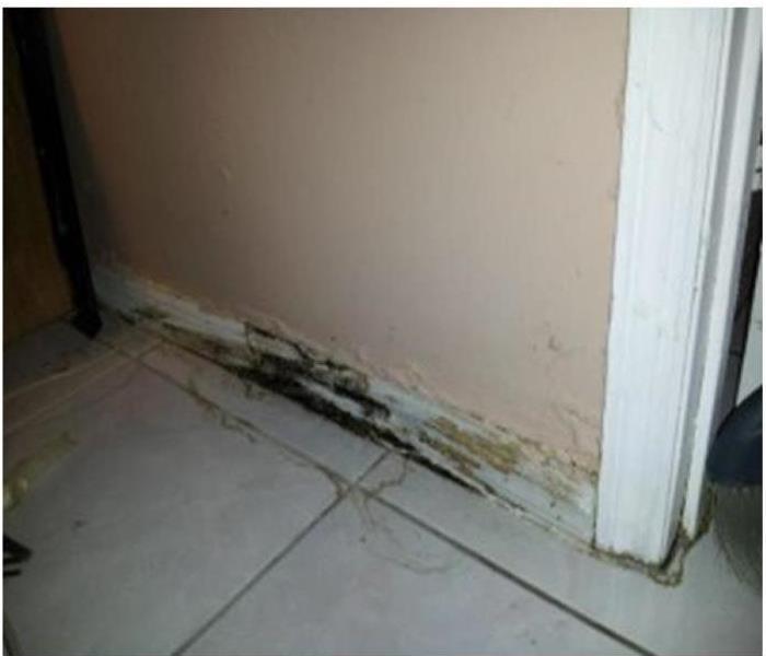 baseboard with black mold growth due to hidden leak behind wall
