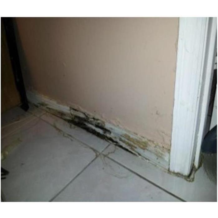 baseboard damaged by water and mold growth